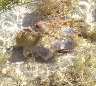 Tintenfisch vom Steg aus