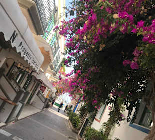 Herrliche Blumenpracht 