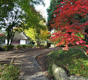 Im Japanischen Garten von "Planten un Blomen"