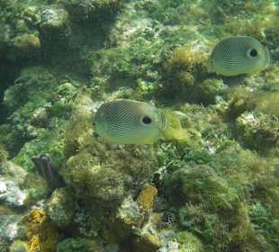 Vieraugenfalterfisch