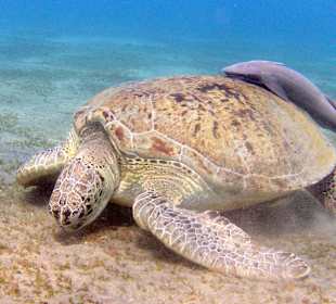 Schnorcheln Abu Dabbab