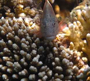 Süd "Korallenwächter"