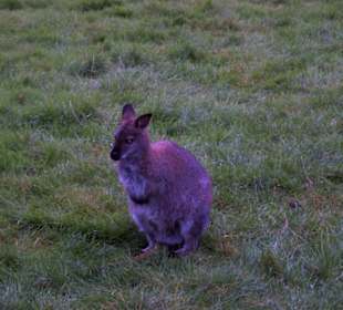 Naturwildpark Granat - Haltern