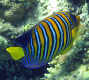 Schnorcheln Hurghada