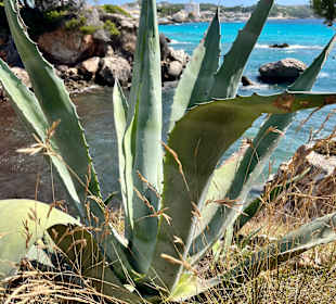 Cala Gat