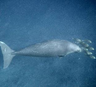Dugong