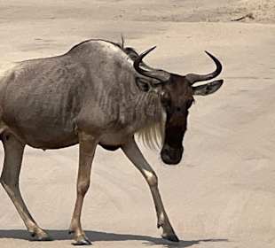 Gnu