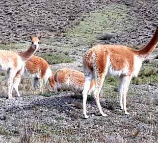Wandern am Chimborazo