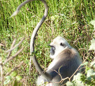 Jede Menge Affen gab es