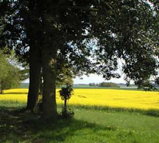Rapsblüte im Mai Blick zur Schlei