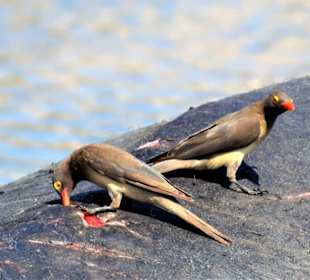 Rotschnabelmadenhacker