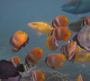 Schnorcheln in der blauen Lagune