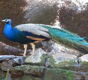 Verschiedene Vogelarten u. Exoten