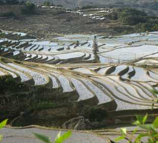 Reisterrassen