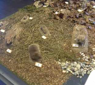 Natur- und Jagdmuseum