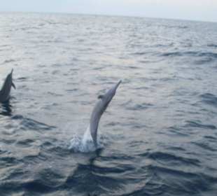 Delphine bei der Sunset Cruise
