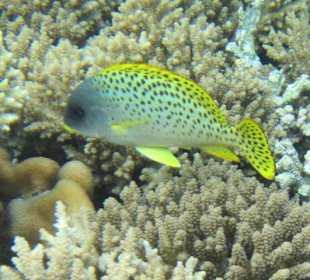 Schwarztupfen-Süßlippfisch