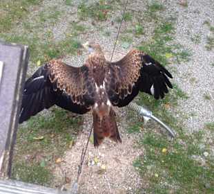 Der arme würde am liebste weg fliegen 