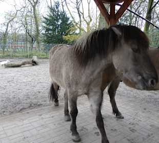 Im Eingangsbereich die Pferde