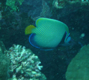 Kaiserfisch