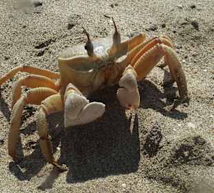 Krebs am Nordstrand