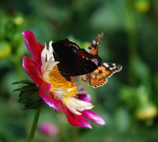 Herbstblume mit Besucher