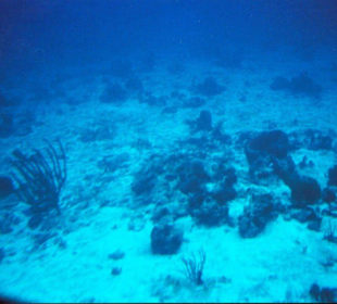 Unterwasserlandschaft