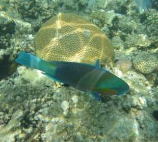 Rafa 200 m od hotelu