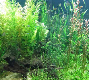 Impressionen aus dem Aquazoo Löbbecke Museum