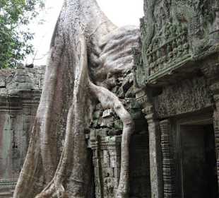 Ta Prohm Tempel