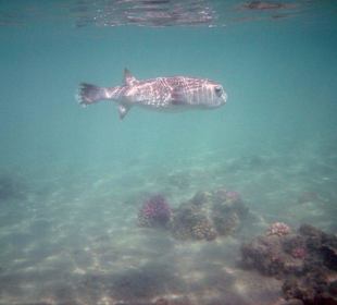 Kofferfisch beim Riff