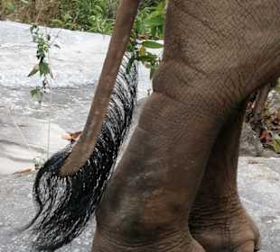 Elefantenschwanz