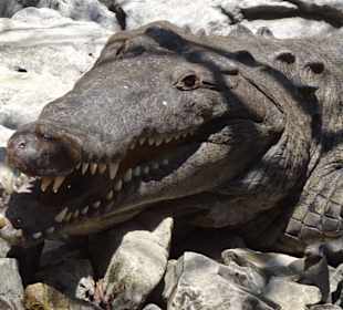 Im Canyon warten Krokodile