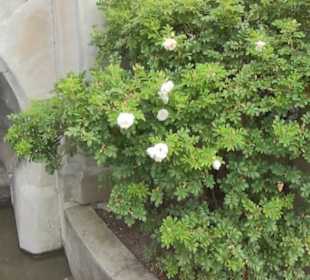 Innerer italienischer Rosengarten