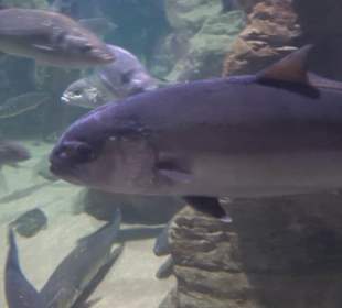 National Aquarium Malta