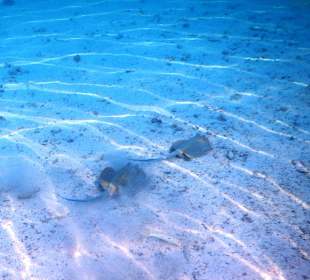 Скаты играют, в лагуне у отеля.