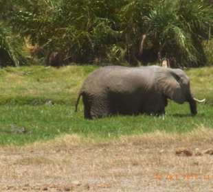 Tsavo West / - Ost / Amboselli