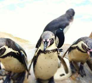Pinguine
