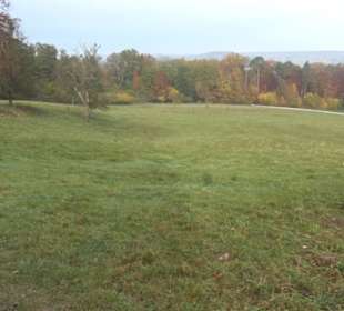 Jungviehweide