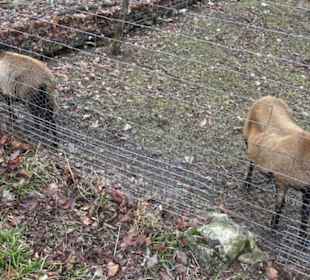 Wildpark Eichert
