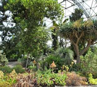 Im Kuppelgewächshaus des Botanischen Gartens