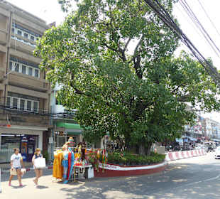 Der Buddhabaum, letzter Halt der Sammeltaxis