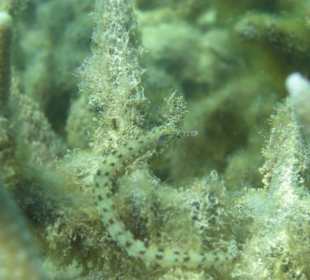 Karimunjawa Snorkling 