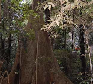 Hinterm Chinatempel gab es Riesenbäume