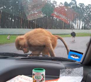 Die Affen demontieren die Wassersprüher