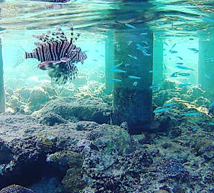 Schnorcheln Marsa Alam