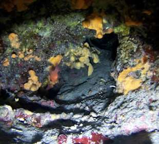 Coral, sponge
