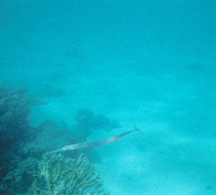 Davon gab es ganz viele