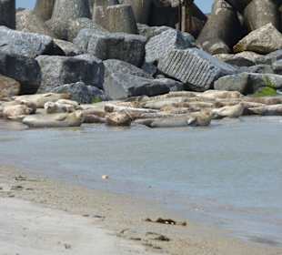 Ausflug Büsum Helgoland