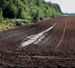 Moorboden auf dem Erlebnispfad